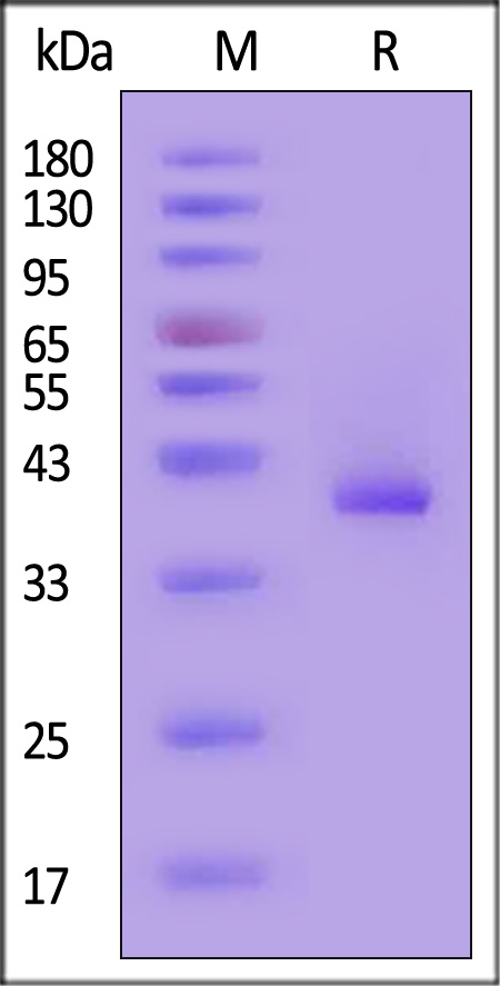 CCL5 SDS-PAGE