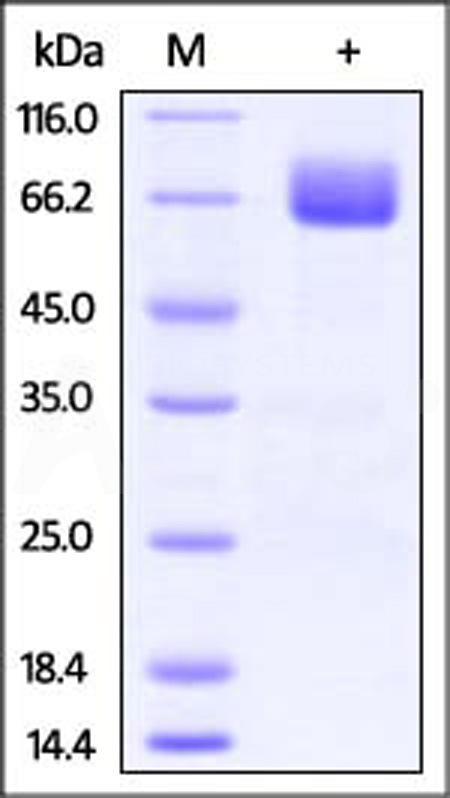 CD0-C5252-sds