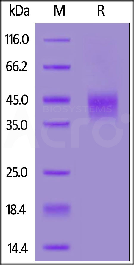 B7-1 SDS-PAGE