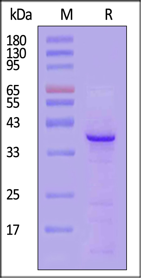 CD20 SDS-PAGE