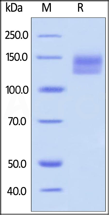 Semaphorin 4D SDS-PAGE