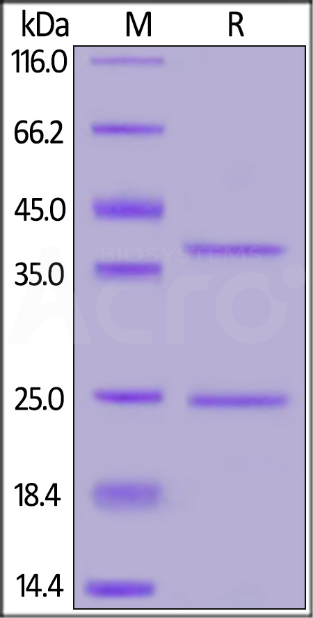 CD20 SDS-PAGE