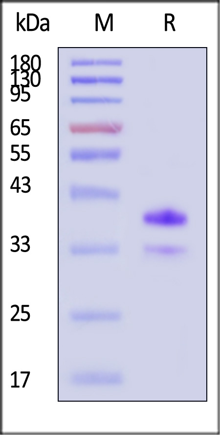 CD0-H52H3-sds