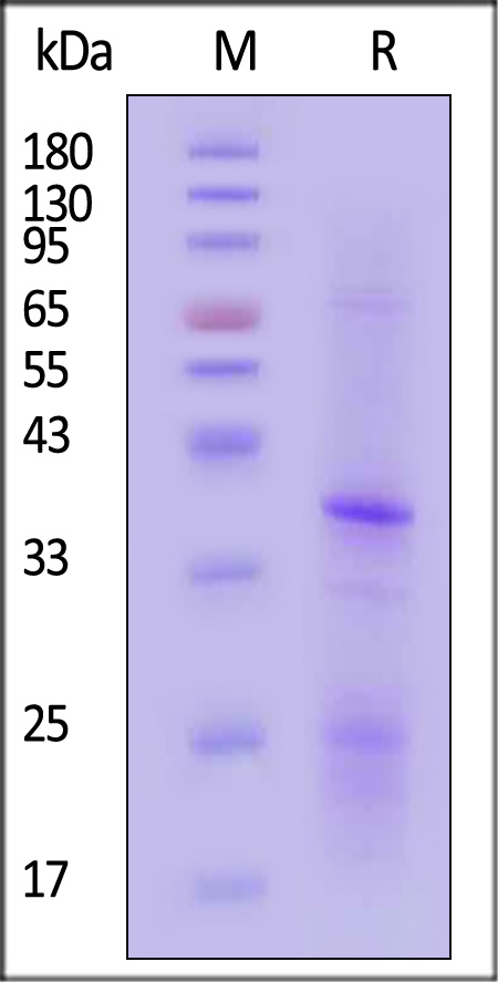 CD20 SDS-PAGE