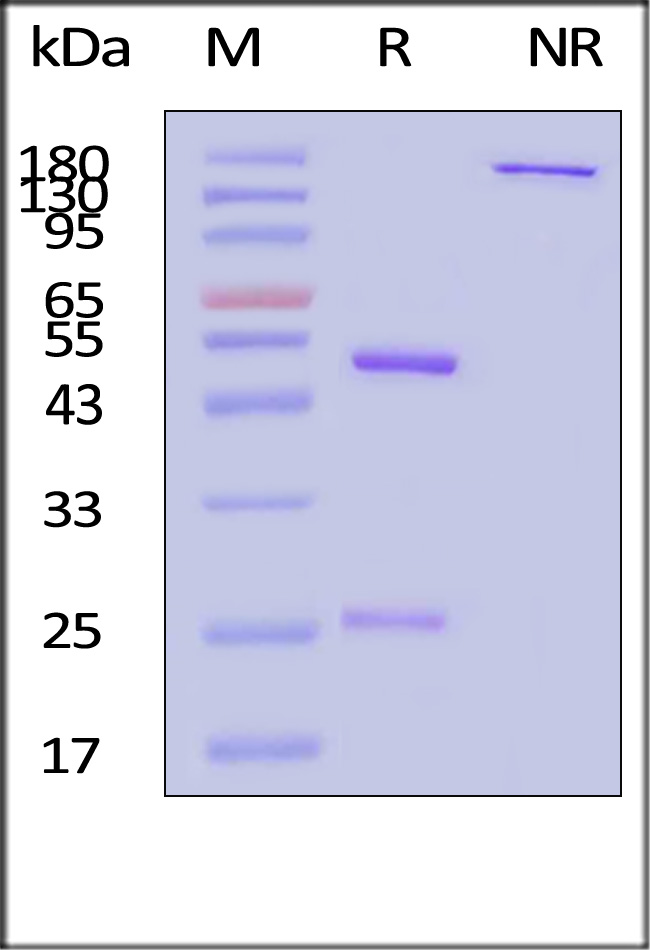 CD20 SDS-PAGE