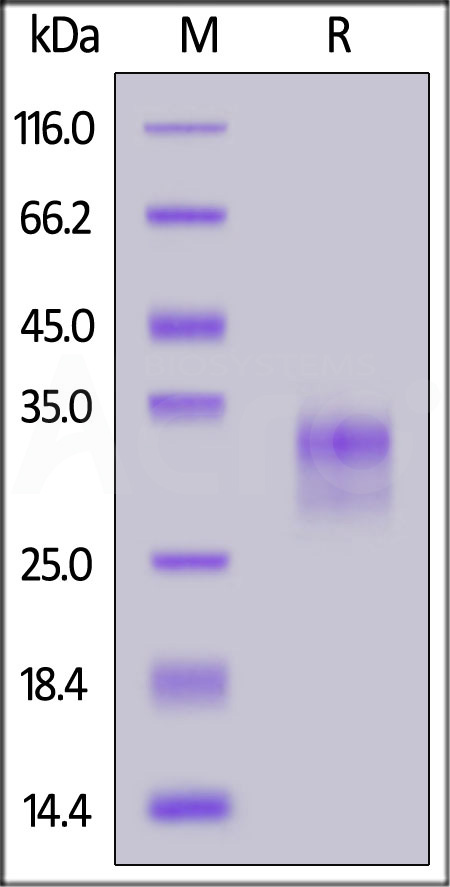 CD0-R52H9-sds