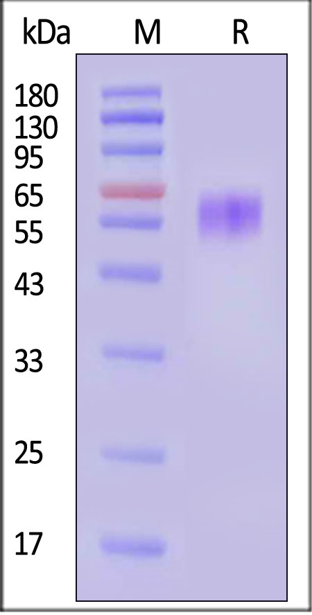 CD1-H52H5-sds