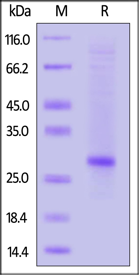 CD81 SDS-PAGE