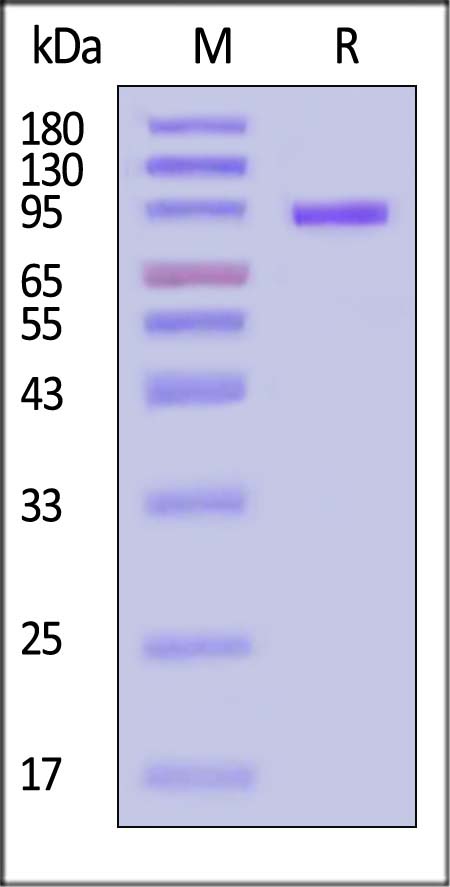 CDCP1 SDS-PAGE