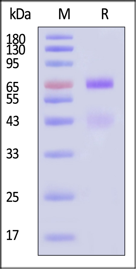 CD39L1/ENTPD2 SDS-PAGE