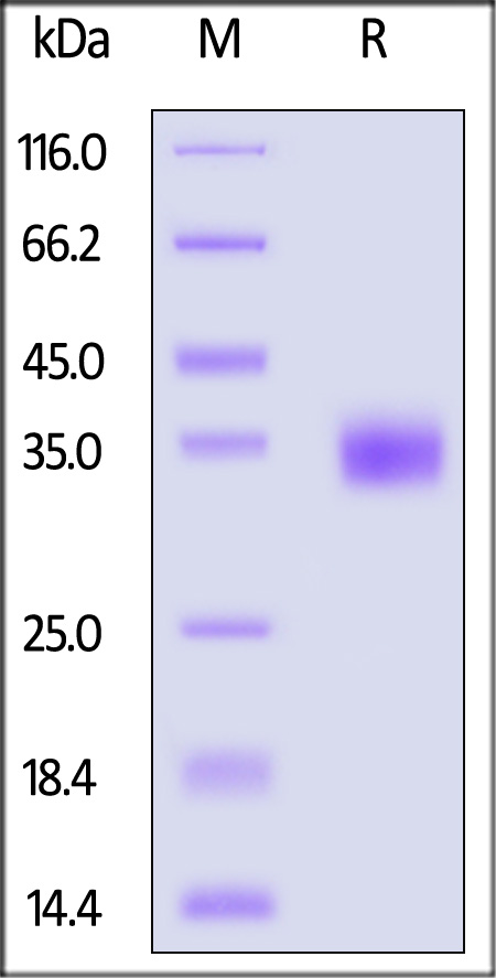 CD2 SDS-PAGE