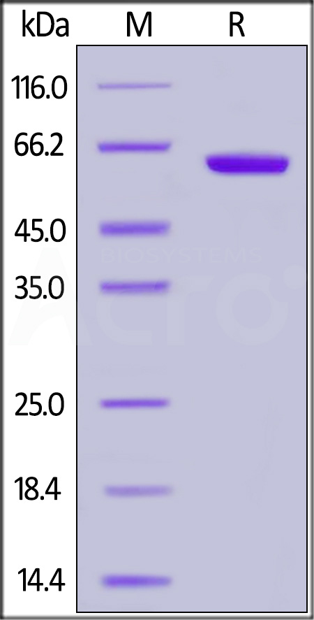 CD2 SDS-PAGE