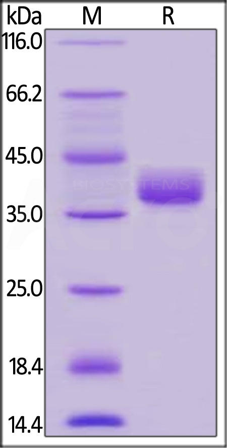 CD2-H525a-sds