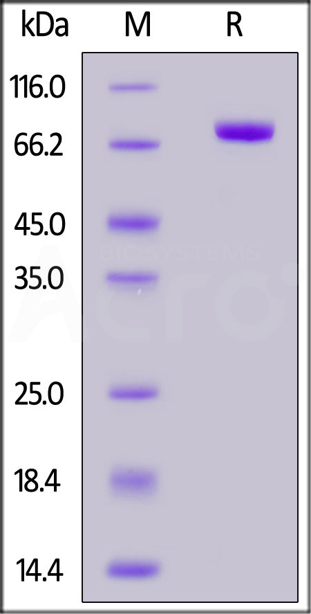 Nectin-2 SDS-PAGE