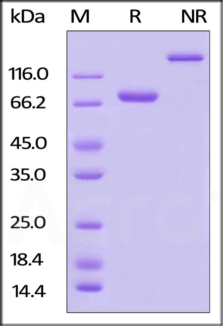 Nectin-2 SDS-PAGE