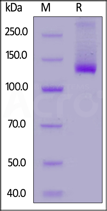 CD2-HF254-sds