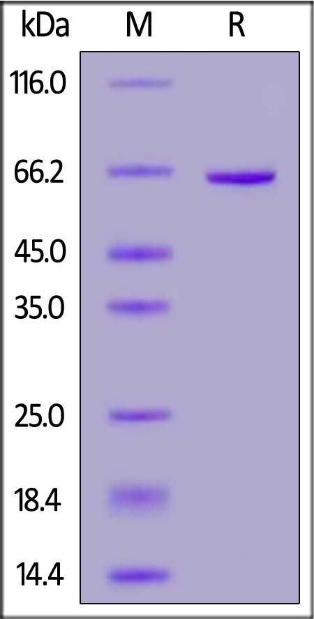 CD3-C52H5-sds