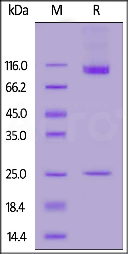 CD3-H52H1-sds