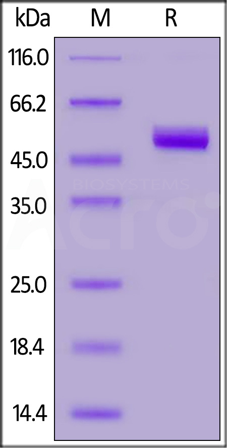 CD4-C52H7-sds