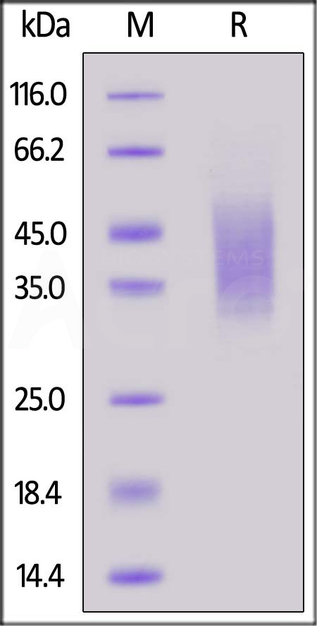 CD44 SDS-PAGE