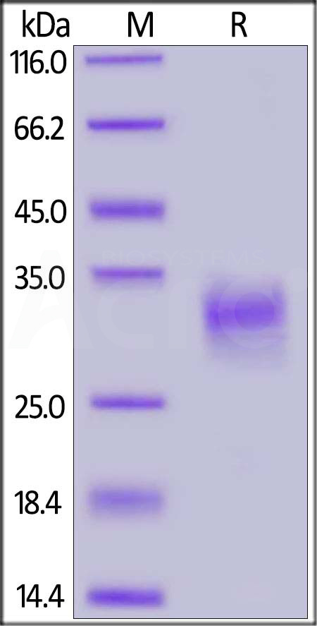 CD4-H524c-sds