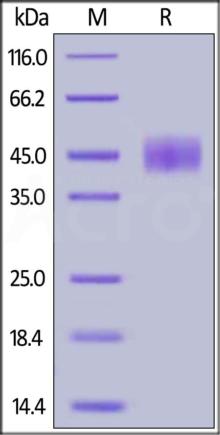 CD24 SDS-PAGE