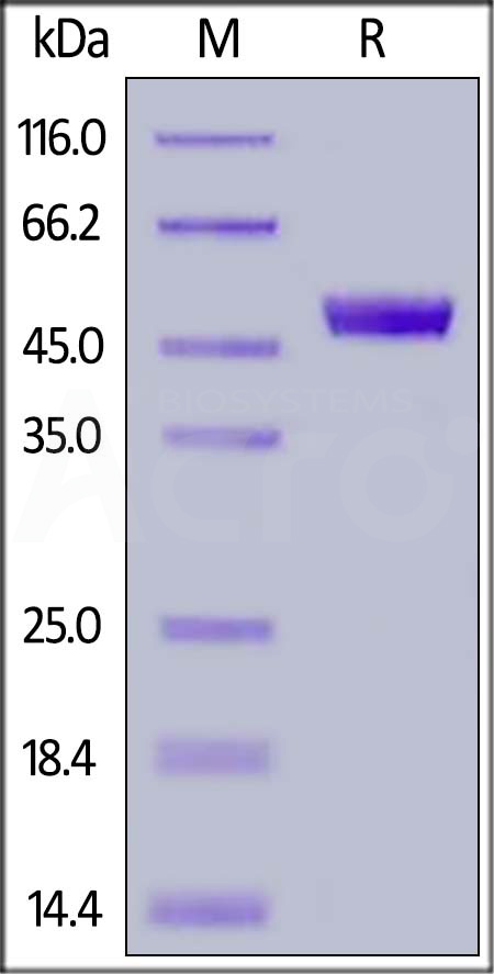 CD4-HF2H7-sds