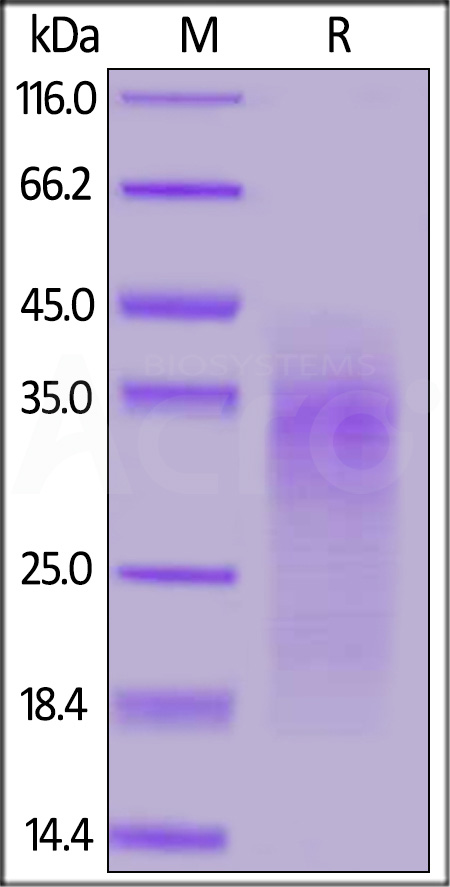 Mouse CD24, His Tag (Cat. No. CD4-M52H7) SDS-PAGE gel