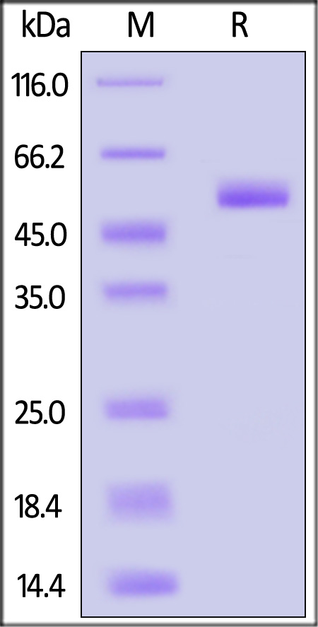 CD4-R82E3-sds