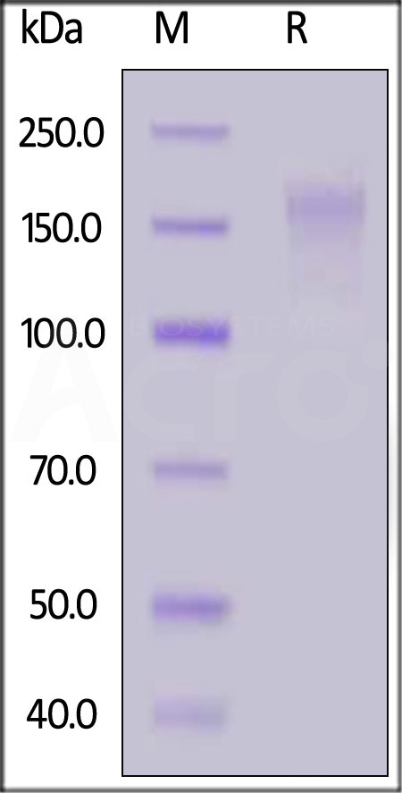 Human CD45, His Tag (Cat. No. CD5-H52H8) SDS-PAGE gel