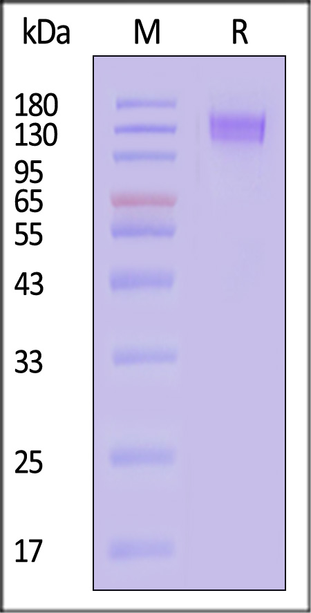 CD45 SDS-PAGE