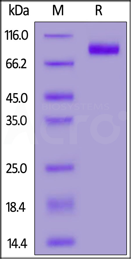 CD155 SDS-PAGE