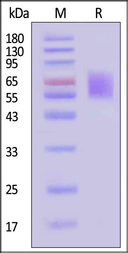 CD5-M82E4-sds