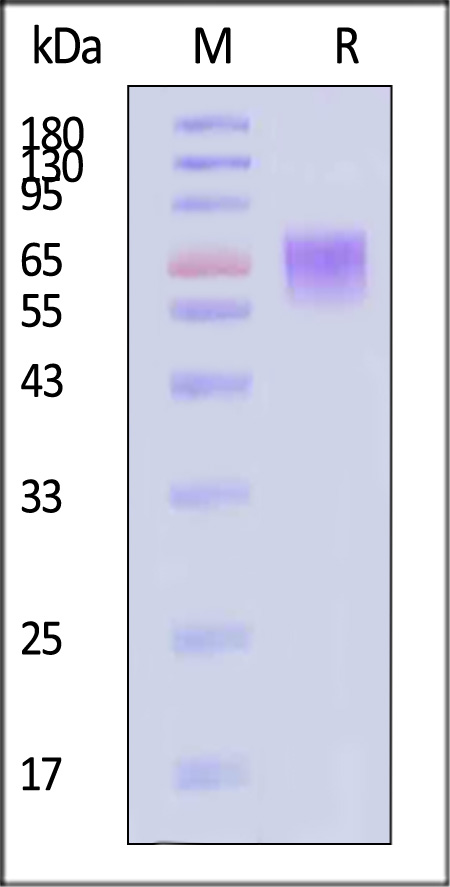 CD6-C52H3-sds