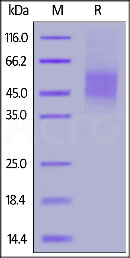 CD46 SDS-PAGE