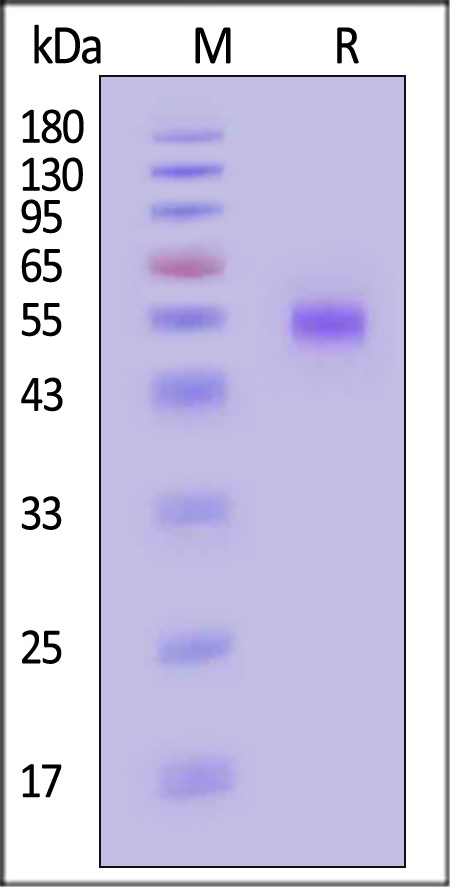 CD46 SDS-PAGE