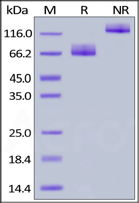 B7-2 SDS-PAGE