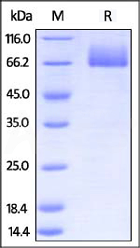 CD6-M5251-sds