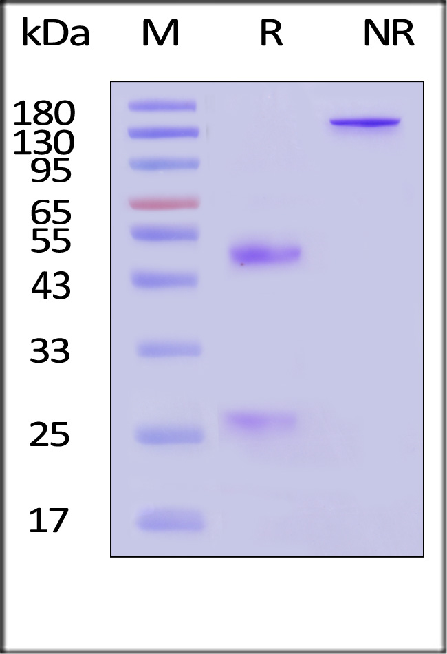 CD16 SDS-PAGE