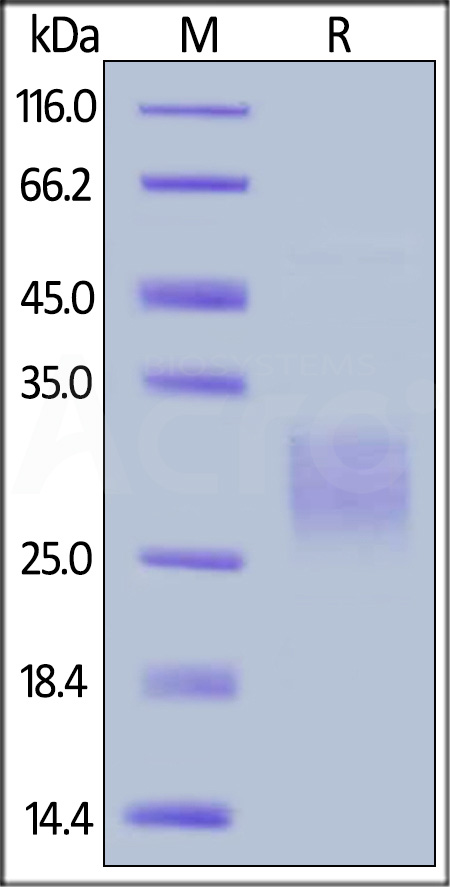 CD47 SDS-PAGE