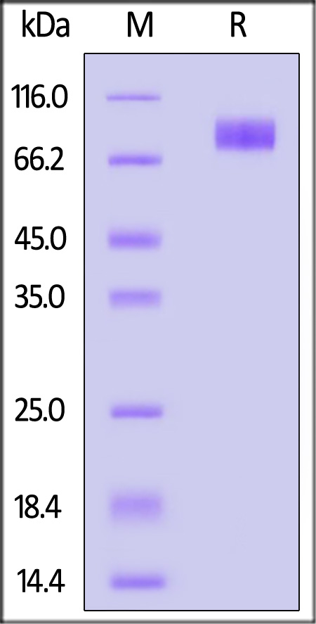 CD7-C52H9-sds