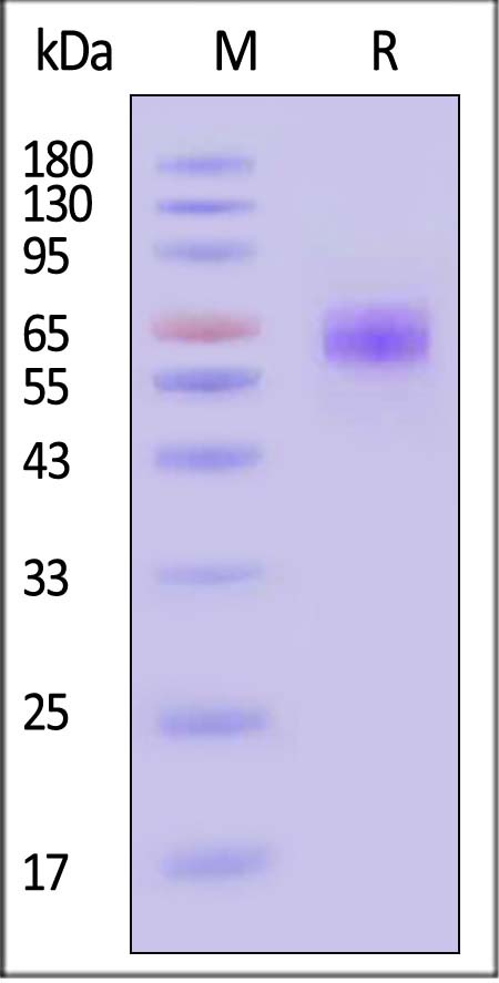 CD7-C82F3-sds