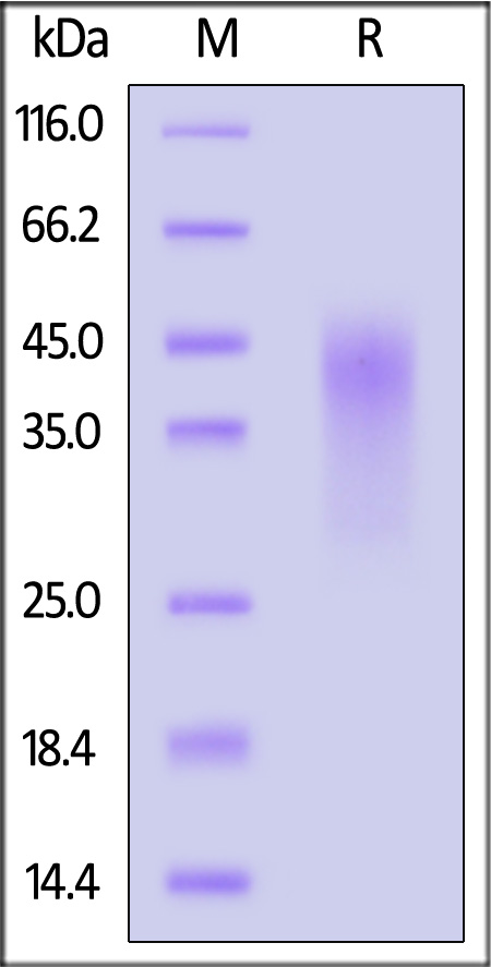 CD27 SDS-PAGE