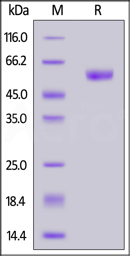 CD7-H5253-sds