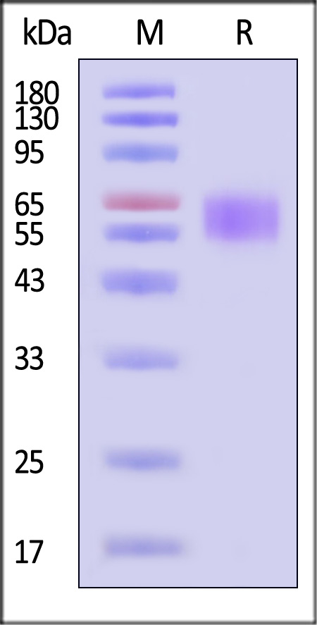 CD27 SDS-PAGE