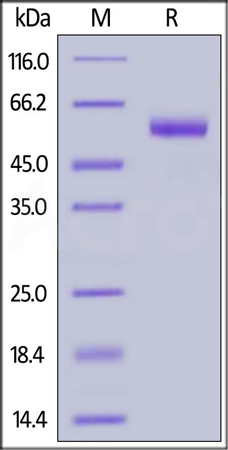 CD7-H5258-sds