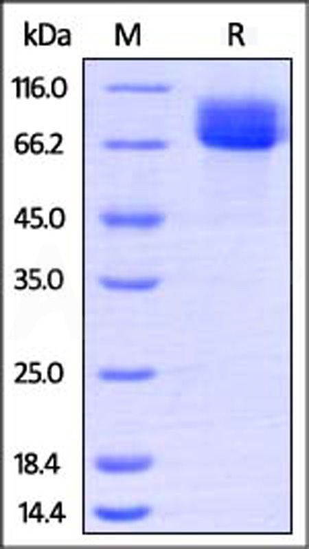 CD7-H52H4-sds