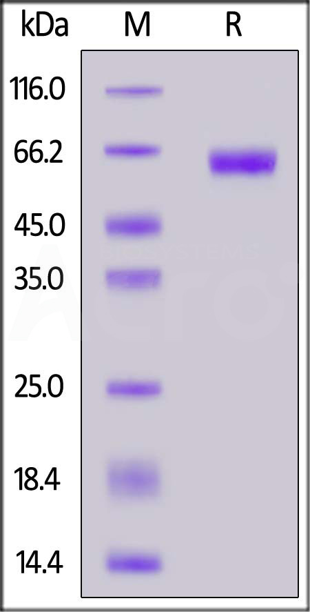 CD47 SDS-PAGE