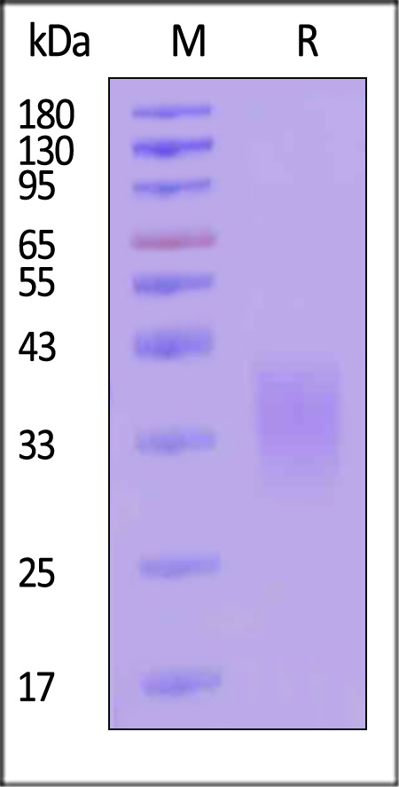 CD7-M522b-sds