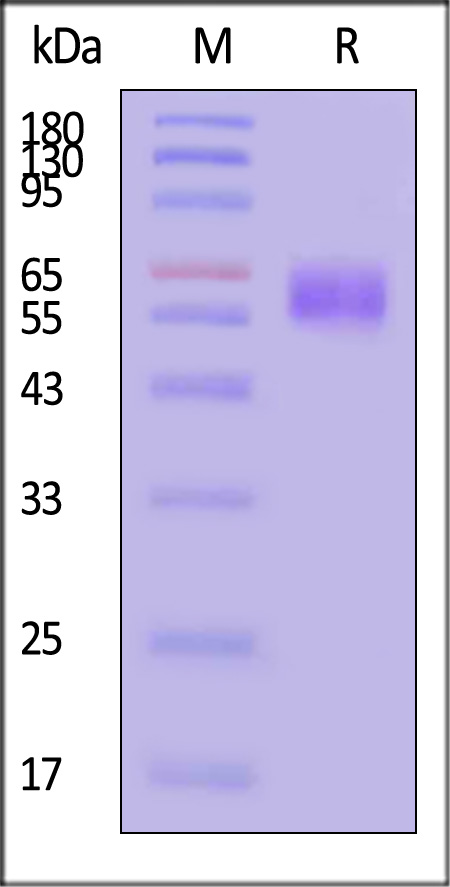 CD7-M5251-sds